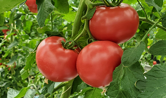 農業事業 [トマトの栽培]